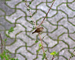 Passer domesticus