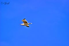 Larus michahellis