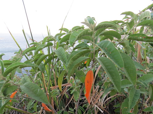 Croton compressus
