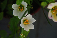 Zephyranthes candida