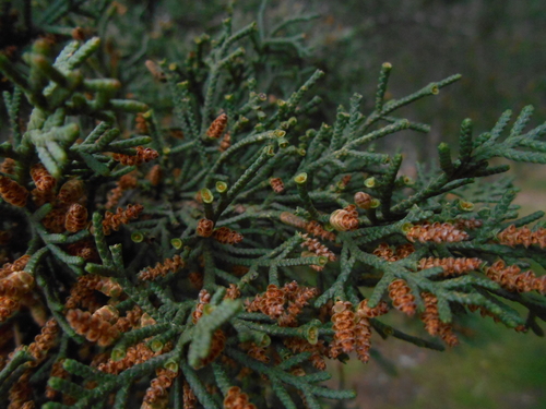 Smooth Arizona cypress