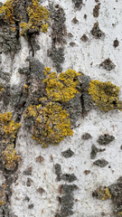 Fungi