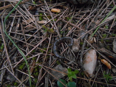 Symphyoiulus impartitus