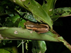 Pithecopus palliatus