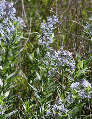 Amsonia repens