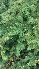 Taxus
