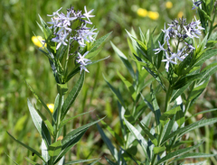 Amsonia repens