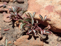 Oxalis stokoei