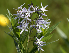 Amsonia repens