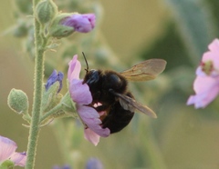 Xylocopa tabaniformis pallidiventris