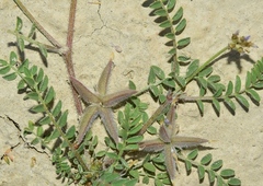 Astragalus stella