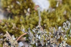 Cladonia botrytes