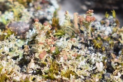 Cladonia ramulosa