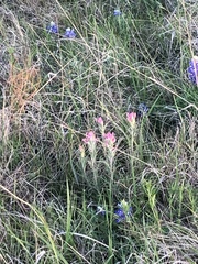 Castilleja purpurea