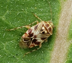 Tropidosteptes quercicola