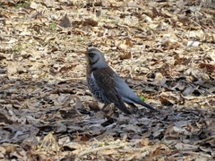 Turdus pilaris