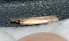 Crambus sperryellus