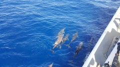 Delphininae