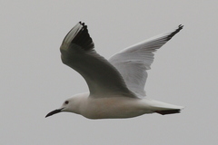 Chroicocephalus genei