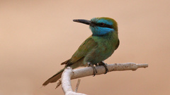 Merops cyanophrys cyanophrys