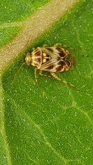 Tropidosteptes quercicola