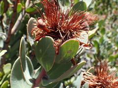 Protea punctata