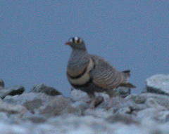 Pterocles lichtensteinii