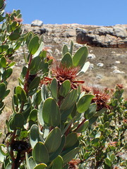 Protea punctata