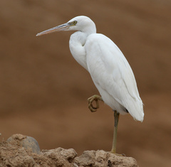 Egretta gularis