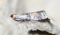 Anadelosemia condigna