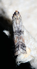 Anadelosemia condigna