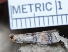 Anadelosemia condigna