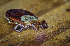 Dermacentor andersoni