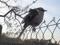 Mimus saturninus