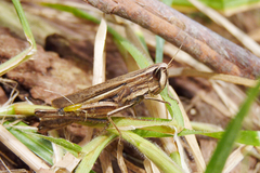 Amblytropidia australis