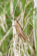 Amblytropidia australis