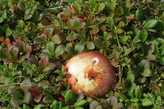 Suillus plorans