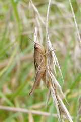 Amblytropidia australis