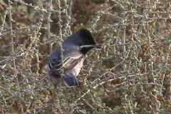 Curruca ruppeli