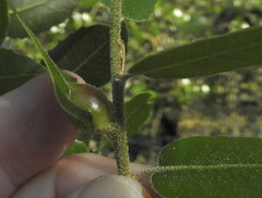 Callirhytis perfoveata