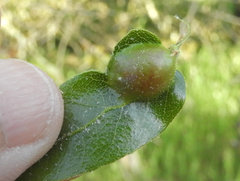 Callirhytis perfoveata