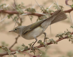 Phylloscopus orientalis