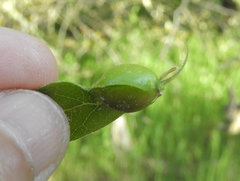 Callirhytis perfoveata