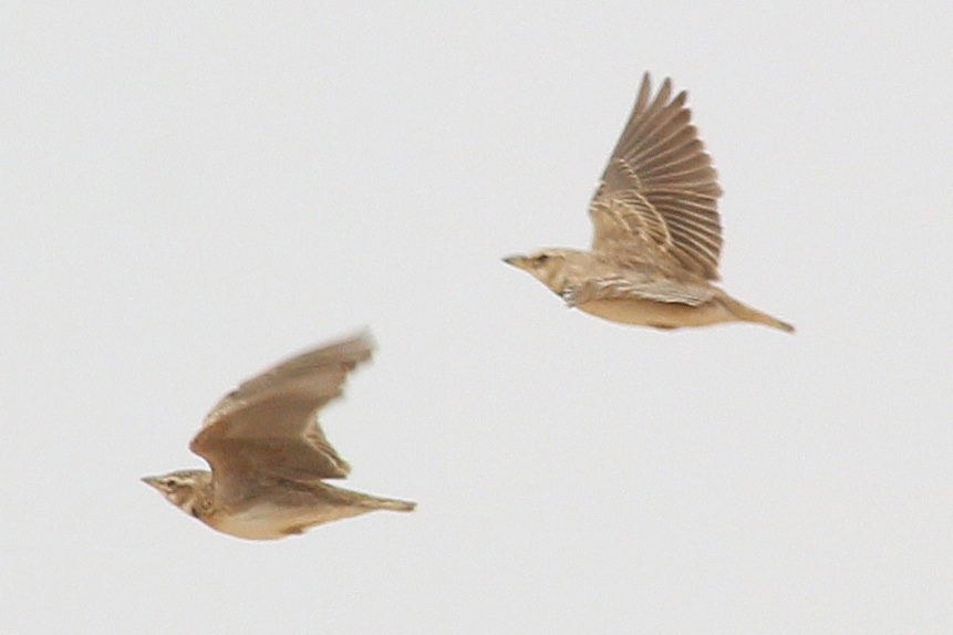 Bimaculated Lark