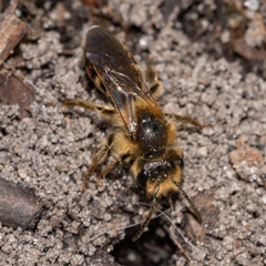 Andrena erythrogaster