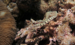 Corythoichthys conspicillatus