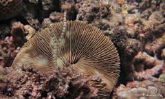 Corythoichthys conspicillatus