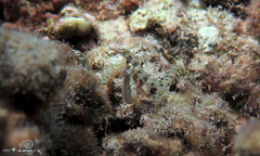 Corythoichthys conspicillatus