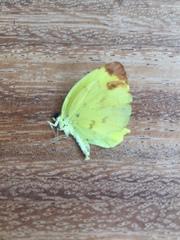 Pyrisitia dina westwoodi