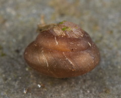 Kaliella